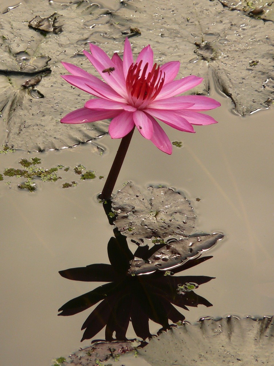 Free Yourself from the Fear of Dying – Tips to Heal Death Anxiety